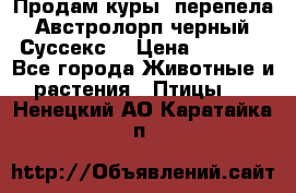 Продам куры, перепела. Австролорп черный. Суссекс. › Цена ­ 1 500 - Все города Животные и растения » Птицы   . Ненецкий АО,Каратайка п.